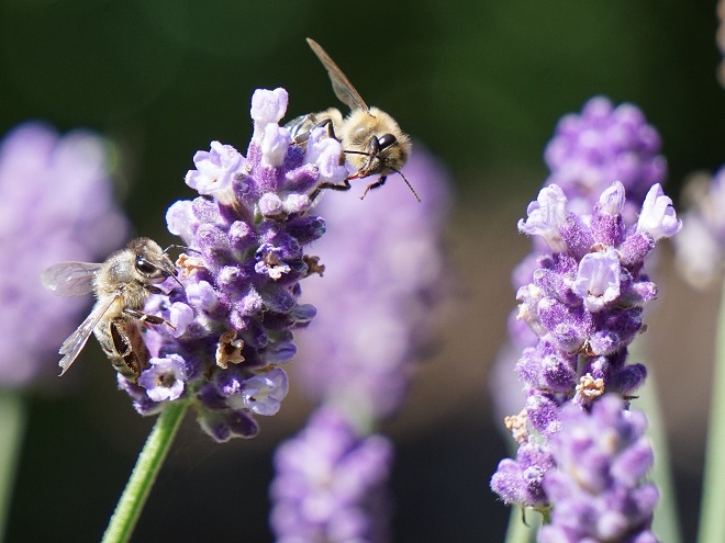 Bildunterschrift: Bienen werden von den blauen Blüten des Lavendels angezogen. Er liefert wertvolle Nahrung zu einer Zeit, wenn sonst nicht viele Pflanzen im Garten Nektar bieten. (Bildnachweis: GMH/LVR)