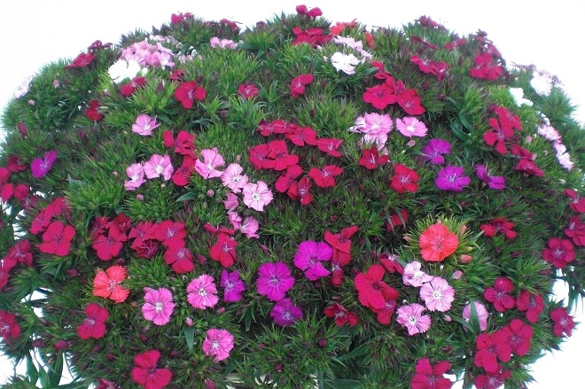 Bildunterschrift: Bartnelken bringen den Sommer ins Haus: An ihren intensiven Blütenfarben lassen sich Schnittblumen aus dem deutschen Freilandanbau leicht erkennen. (Bildnachweis: GMH/LVR)