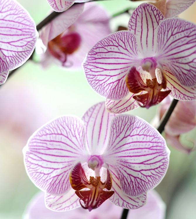 Bildunterschrift: Die Phalaenopsis, auch bekannt als die Schmetterlingsorchi-dee, ist wohl die bekannteste Orchideenart hierzulande. (Bildnachweis: GMH/OI)