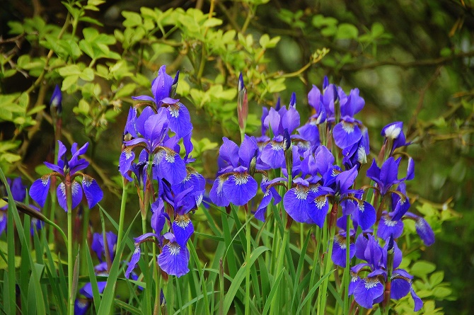 Bildunterschrift: Das intensive Blau dieser Iris sibirica zieht in der Blütezeit von Mai bis Juni alle Blicke auf sich. Sie wirkt als Solitär vor der Bitterorange, die noch ohne Blüten und Früchte einfach nur den grünen Ruhepol im Hintergrund des Beetes bietet. (Bildnachweis: GMH/Bettina Banse)