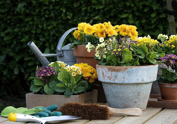 Bildunterschrift: Nostalgisch muten Stängelprimeln an. Mit ihren kleinen, zum Teil zweifarbigen Blüten sind sie dieses Frühjahr voll im Trend. (Bildnachweis: GMH/FGJ)