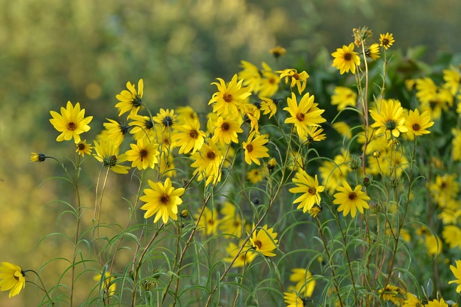Bildunterschrift: Eine überirdische Strahlkraft: In unseren Breiten ist die 3 m Wuchshöhe der gelbblühenden Weidenblättrigen Sonnenblume beachtlich. Die Sorte Helianthus salicifolius var. Orgyalis ist dabei besonders standhaft und kippt nicht auseinander. (Bildnachweis: GMH/Bettina Banse)