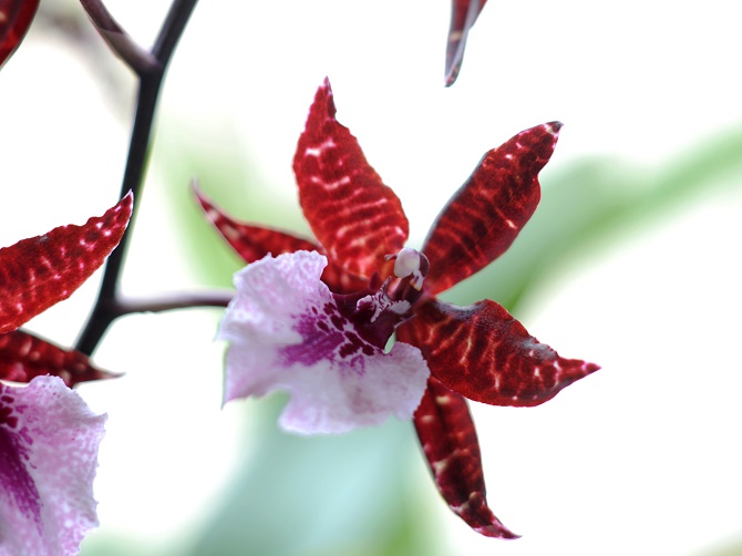 Bildunterschrift: Die Blüten der Cambriaartigen Orchideen präsentieren sich in einer immensen Größen- und Formenvielfalt. Sie ist eine von über 25.000 Orchideenarten. (Bildnachweis: GMH/OI)
