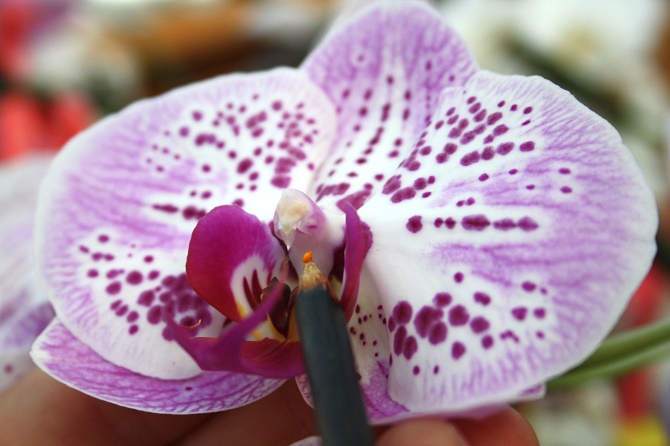 Bildunterschrift: Züchtung ist reine Handarbeit: Die Blüte einer viel verspre-chenden Orchidee wird mit den Pollen einer anderen gekreuzt, um Pflanzen mit neuen Eigenschaften zu bekommen.